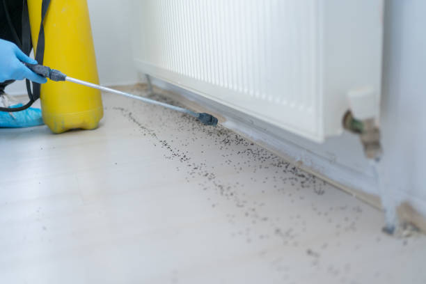 Best Local Pest Control Services  in Jerome, ID